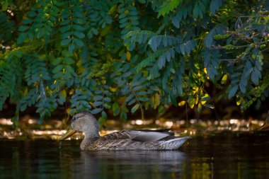 2025 gölündeki ördekler