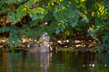 2025 gölündeki ördekler
