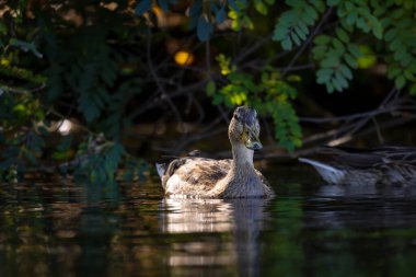2025 gölündeki ördekler