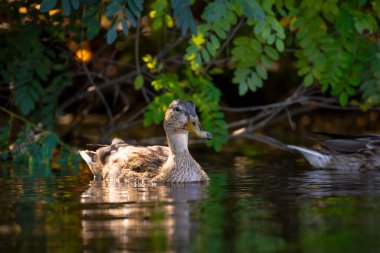 2025 gölündeki ördekler