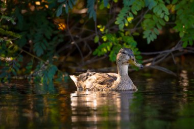 2025 gölündeki ördekler