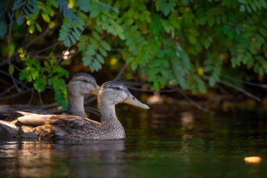 2025 gölündeki ördekler