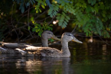 2025 gölündeki ördekler