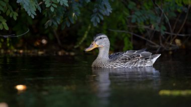 2025 gölündeki ördekler