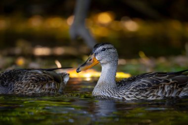 2025 gölündeki ördekler