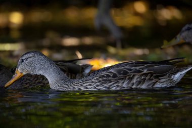 2025 gölündeki ördekler