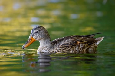 2025 gölündeki ördekler