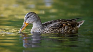 2025 gölündeki ördekler