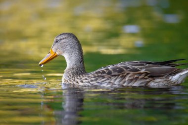 2025 gölündeki ördekler