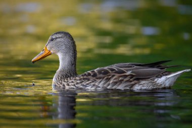 2025 gölündeki ördekler