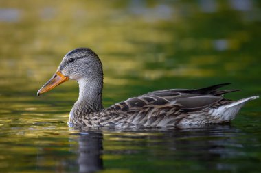2025 gölündeki ördekler