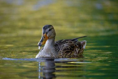 2025 gölündeki ördekler