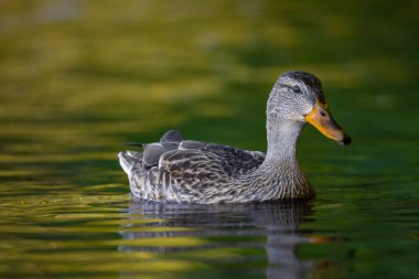2025 gölündeki ördekler