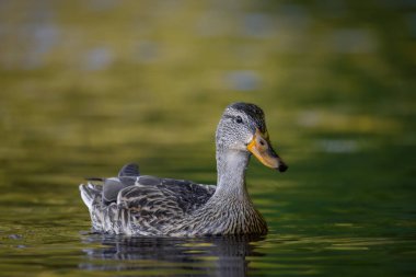 2025 gölündeki ördekler