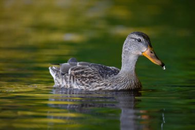 2025 gölündeki ördekler