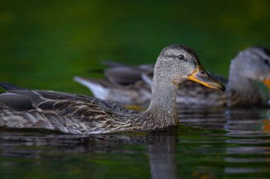 2025 gölündeki ördekler