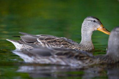 2025 gölündeki ördekler