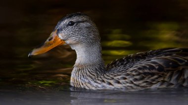 2025 gölündeki ördekler