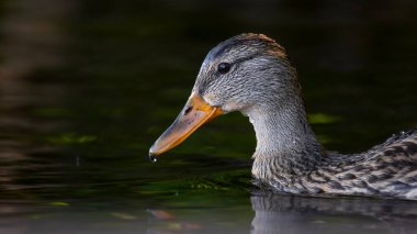 2025 gölündeki ördekler