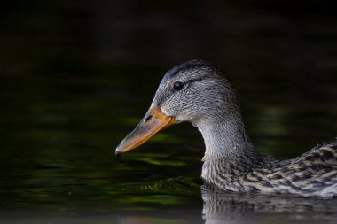 2025 gölündeki ördekler