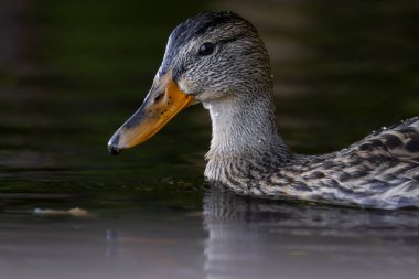 2025 gölündeki ördekler