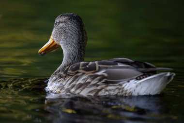 2025 gölündeki ördekler