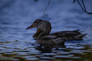 2025 gölündeki ördekler