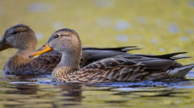 2025 gölündeki ördekler