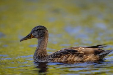 2025 gölündeki ördekler