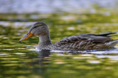 2025 gölündeki ördekler