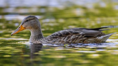 2025 gölündeki ördekler