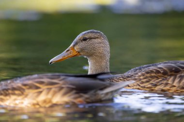 2025 gölündeki ördekler