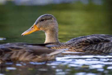 2025 gölündeki ördekler