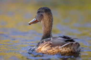 2025 gölündeki ördekler