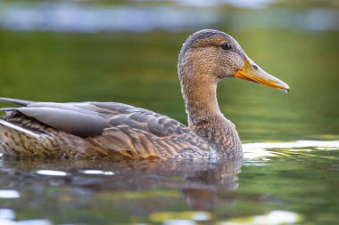 2025 gölündeki ördekler