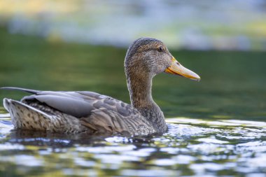 2025 gölündeki ördekler