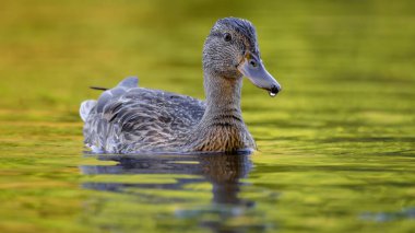 2025 gölündeki ördekler
