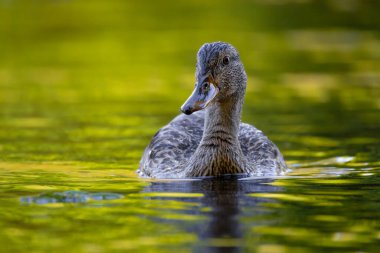 2025 gölündeki ördekler