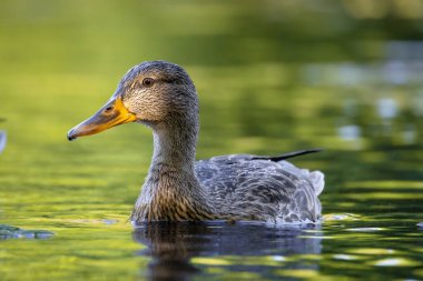 2025 gölündeki ördekler