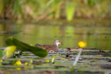 2025 gölündeki ördekler