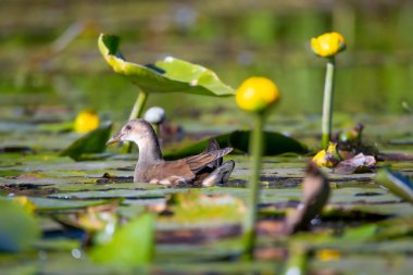 2025 gölündeki ördekler