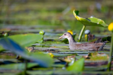 2025 gölündeki ördekler