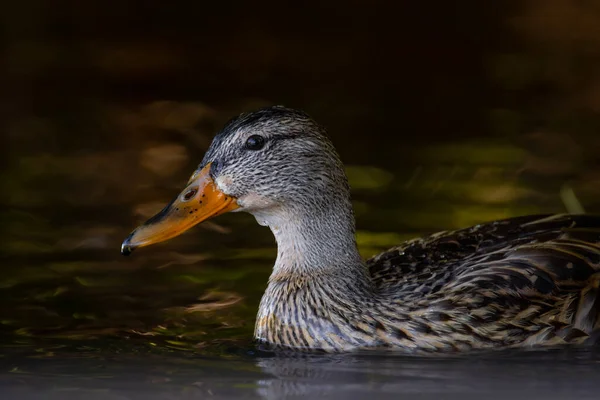 2025 gölündeki ördekler