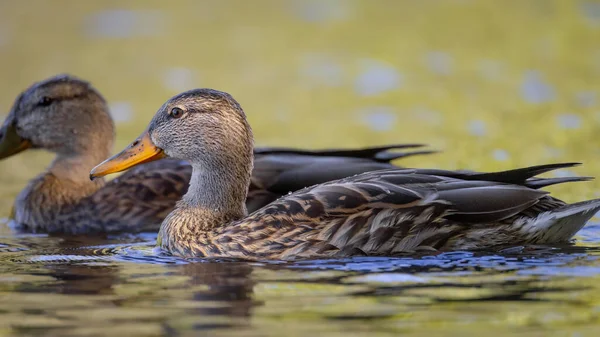 2025 gölündeki ördekler
