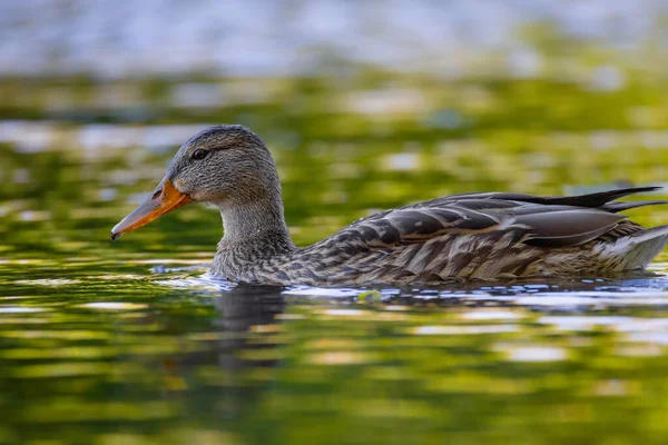2025 gölündeki ördekler