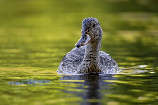 2025 gölündeki ördekler