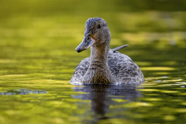 2025 gölündeki ördekler