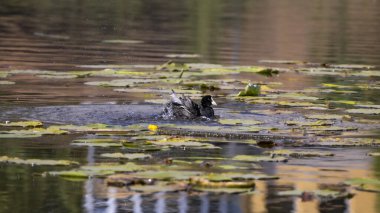 2025 gölündeki ördekler