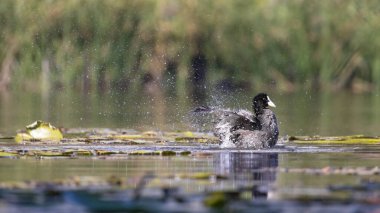 2025 gölündeki ördekler