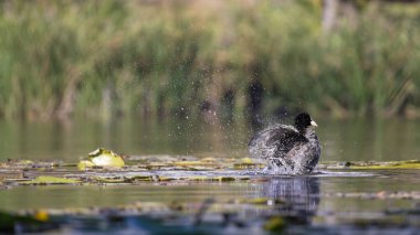 2025 gölündeki ördekler
